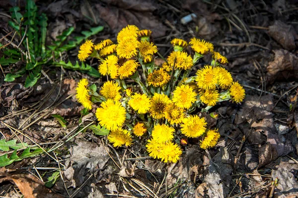 Virágzik Kora Tavaszi Bokorban Gyönyörű Sárga Coltsfoot Virág Tussilago Farfarfara — Stock Fotó