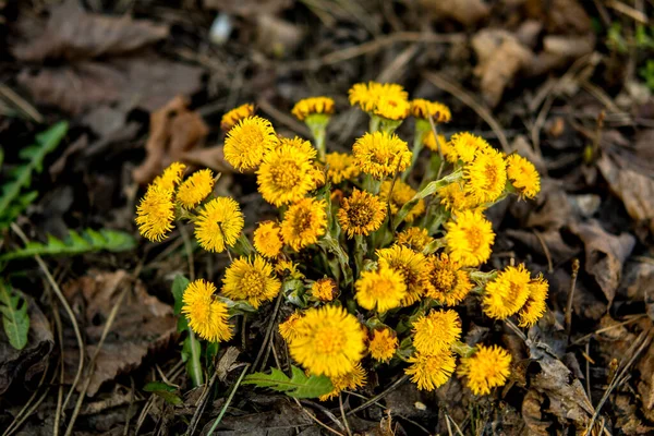 Blooming Early Spring Bush Coltsfoot Beautiful Yellow Coltsfoot Flower Tussilago — Stock Photo, Image