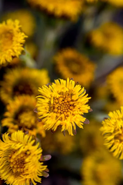 Florece Principios Primavera Los Pies Popa Arbusto Hermosa Flor Pie — Foto de Stock