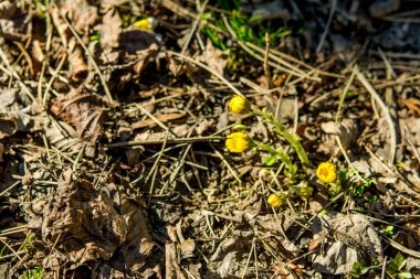 İlkbahar çalılıklarında açarlar. Güzel sarı yaka çiçeği. Tussilago farfara (Coltsfoot)