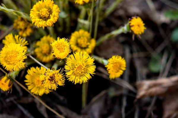 Blooming Early Spring Bush Coltsfoot Beautiful Yellow Coltsfoot Flower Tussilago — Stock Photo, Image