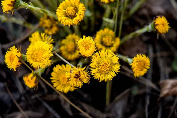 Blooming Early Spring Bush Coltsfoot Beautiful Yellow Coltsfoot Flower Tussilago — Stock Photo, Image