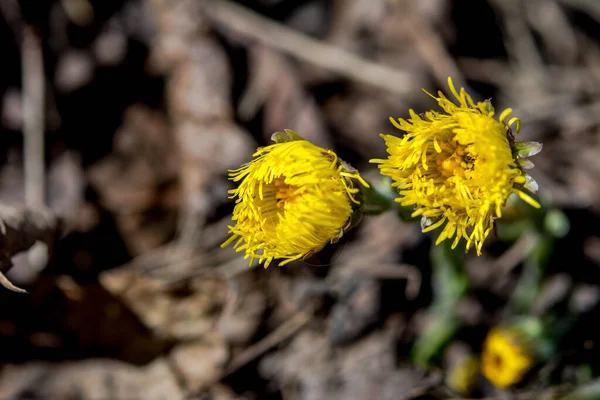 Blooming Early Spring Bush Coltsfoot Beautiful Yellow Coltsfoot Flower Tussilago — Stock Photo, Image