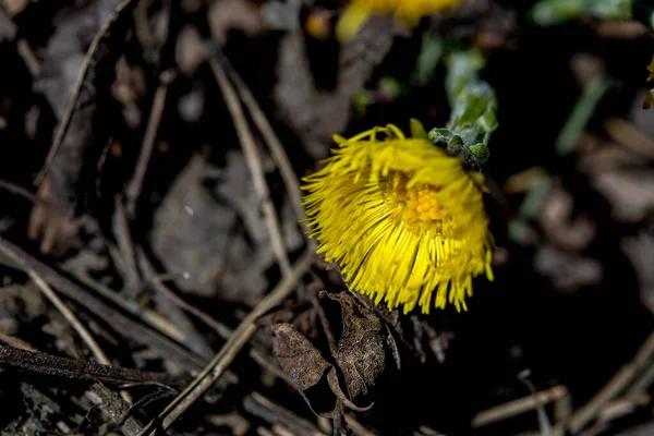 Blooming Early Spring Bush Coltsfoot Beautiful Yellow Coltsfoot Flower Tussilago — Stock Photo, Image