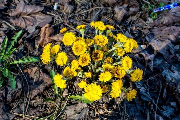 Kwitnie Wczesną Wiosną Krzaczastej Stopie Piękny Żółty Kwiat Coltsfoot Tosilago — Zdjęcie stockowe