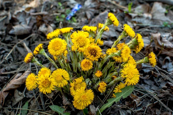 Virágzik Kora Tavaszi Bokorban Gyönyörű Sárga Coltsfoot Virág Tussilago Farfarfara — Stock Fotó