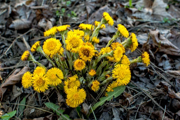 Blooming Early Spring Bush Coltsfoot Beautiful Yellow Coltsfoot Flower Tussilago — Stock Photo, Image