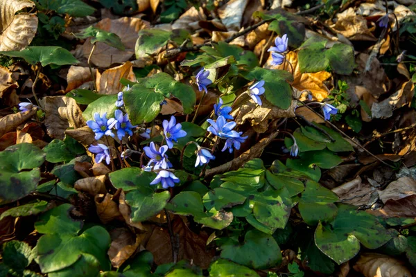 Blommande Liverwort Hepatica Nobilis Blommor Början Våren — Stockfoto