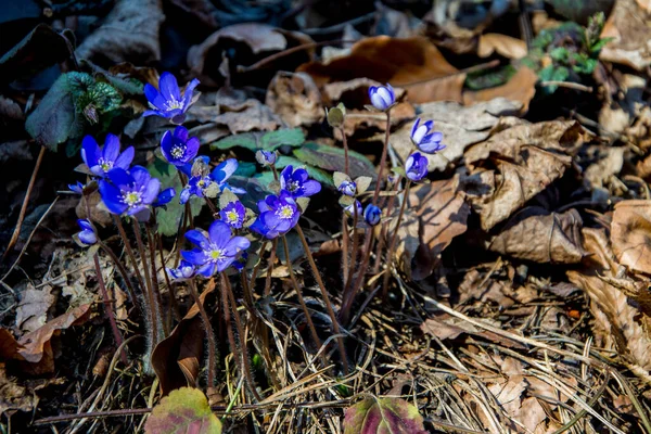 Bahar Başlarında Çiçek Açan Karaciğer Otu Hepatica Nobilis — Stok fotoğraf