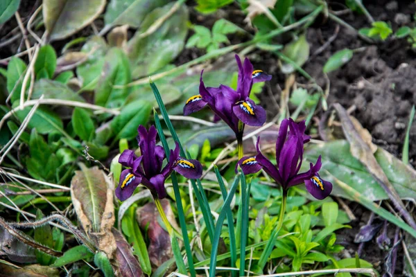 Iris Reticulata Iridodictyum Sobre Macizo Flores Colores Violeta Amarillo — Foto de Stock