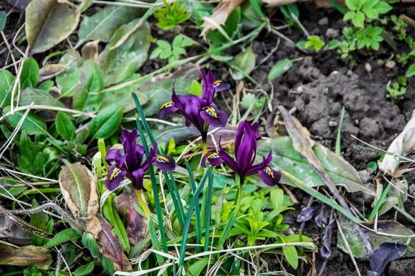 Iris Reticulata Iridodictyum Sobre Macizo Flores Colores Violeta Amarillo —  Fotos de Stock