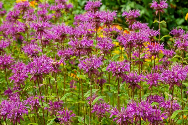 Monarda Fistulosa Růžová Květina Divoký Bergamot Nebo Včelí Balzám Divoký — Stock fotografie