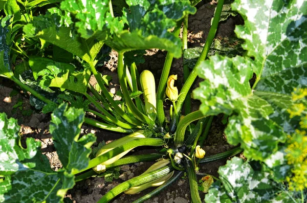 Blommande Och Mogna Frukter Zucchini Grönsaksträdgården Selektivt Fokus Kopiera Utrymme — Stockfoto