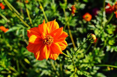 Sülfür kozmosu veya sarı kozmos (Kozmos sülfür) portakal çiçeğine yakın çekim