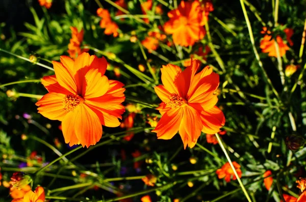 Cosmos Enxofre Cosmos Amarelos Cosmos Sulphureus Flor Laranja Close — Fotografia de Stock