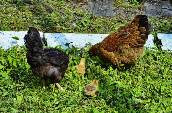 Hen Providing Heat Natural Brooding Her Chicks Coop — Stock Photo, Image