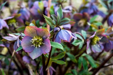 Vahşi doğada bahar ormanları çiçek açar Helleborus purpurpurascens