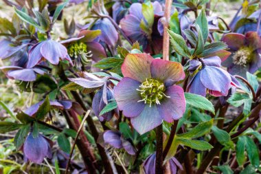 Vahşi doğada bahar ormanları çiçek açar Helleborus purpurpurascens