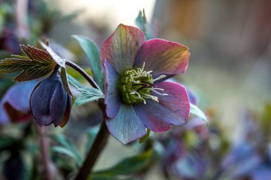 Vahşi doğada bahar ormanları çiçek açar Helleborus purpurpurascens