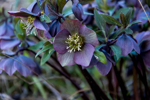 Wilden Frühlingswald Blüht Helleborus Purpurascens — Stockfoto
