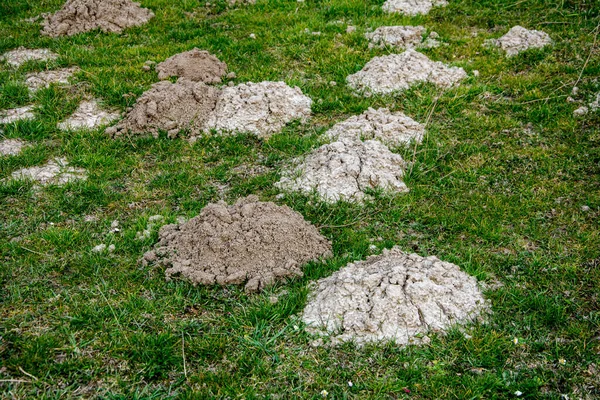 Field Huge Number Molehills Early Spring — Stock Photo, Image