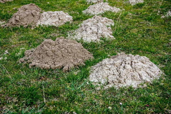 Field Huge Number Molehills Early Spring — Stock Photo, Image