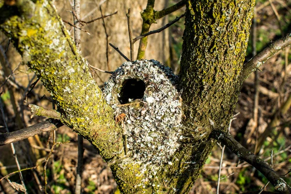 Long Tailed Tit Aegithalos Caudatus Wild Bird Building Nest Early — Stock Photo, Image