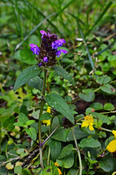 Zelené Louce Rostou Krásné Prunella Vulgaris Živá Příroda — Stock fotografie