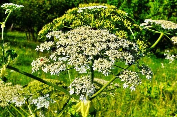 Foglie Grandi Petrolio Sosnovskyi Heracleum Chiudono Terra — Foto Stock