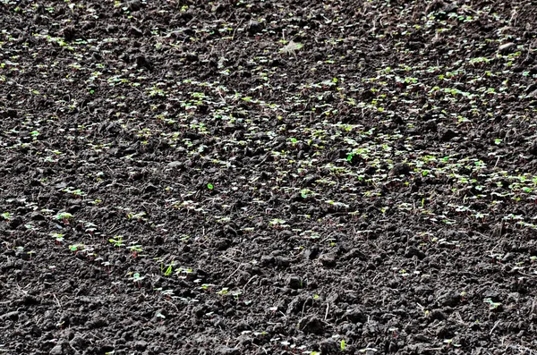 Field Sprout Buckwheat Background Sky Buckwheat Fagopyrum Esculentum — Stock Photo, Image