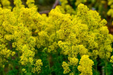 Galyum verum, bayanın yatak pipeti ya da sarı karyola samanı alçak çırpılmış bitki, yapraklar geniş, koyu yeşil, tüylü, çiçekler sarı ve yoğun kümelerde üretiliyor..