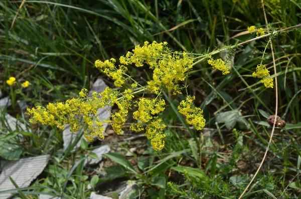 Galium Verum Lady Bedstraw Yellow Bedstraw Low Scrambling Plant Leaves — Stock Photo, Image