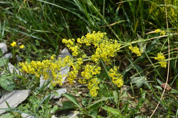 Galium Verum Lady Bedstraw Vagy Yellow Bedstraw Alacsony Rántotta Növény — Stock Fotó