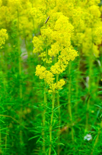 バリウム 女性のベッドストローまたは黄色のベッドストロー低スクランブル植物 広い葉 光沢のある濃い緑 毛深い下 花黄色 高密度クラスターで生産 — ストック写真
