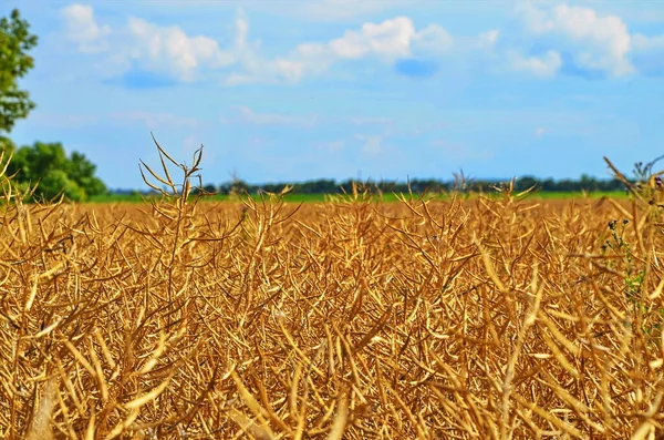 Βιασμός Brassica Napus Ώριμη Ξηρή Κανόλα Αγρό Πριν Από Την — Φωτογραφία Αρχείου