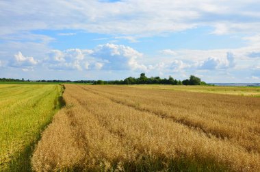 Tecavüz (Brassica napus), petrol hasadından önce meydanda olgunlaşmış kuru kanola, seçici odaklanma. Kuru alan. Yaz günü hasat etmeden önce olgunlaşmış kuru tecavüz sapları. Yeşil enerji endüstrisi tarlası