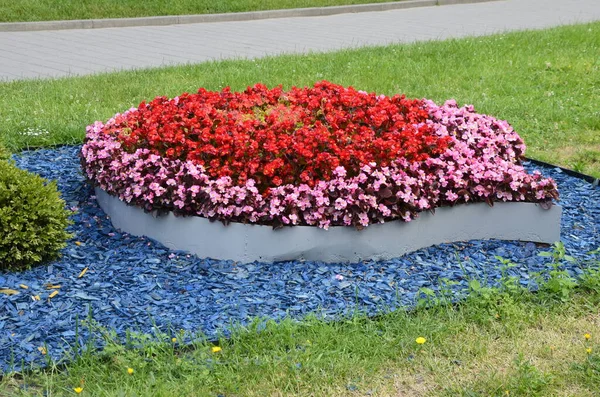 Ein Blumenbeet Stadtpark Rote Und Rosa Begonie Und Ringelblume Mit — Stockfoto