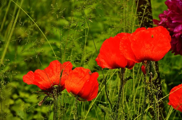 Red Poppy Green Grass Seasonal Spring Flowers Victory Day Poppy — Stock Photo, Image