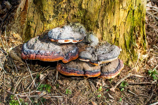 Tinder Fungus Fomes Fomentarius Gros Plan — Photo