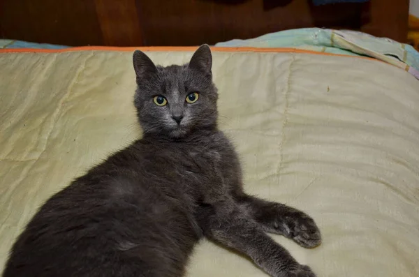 Lindo Gato Gris Sentado Banco Madera Aire Libre Gato Gris —  Fotos de Stock