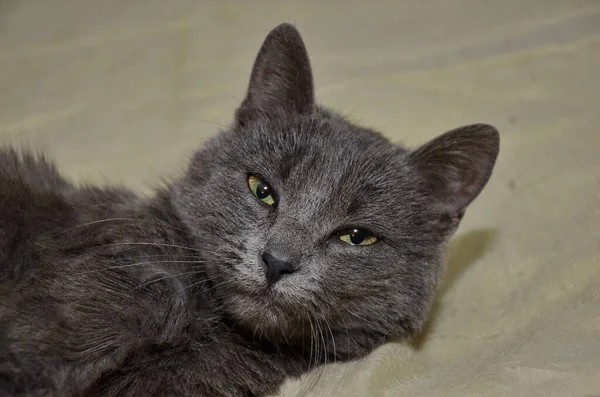 かわいい灰色の猫は木製のベンチ外に座って 灰色の猫は 家の近くの木のベンチに座っています 色の美しい猫 — ストック写真