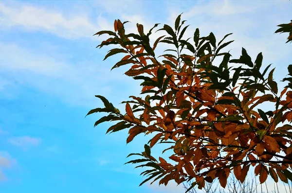 Herbstblätter Der Kastanien Inmitten Des Blauen Himmels — Stockfoto