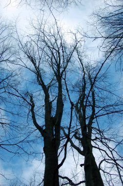 Baharın başlarında mavi gökyüzü arka planındaki huş ağaçlarının taçları. Düşük görüş açısı. Bir huş ağacında açık güneşli bir gün.