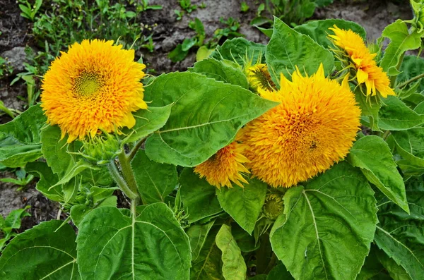 Large flowers of ornamental sunflower flower beautifully in the garden.