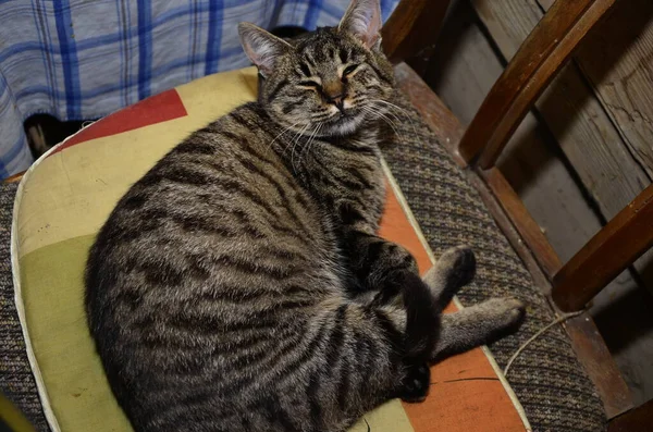 Gato Rayas Halagador Sienta Soporte Árbol Retrato Gato Gato Duerme —  Fotos de Stock