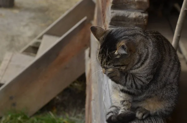 Eine Schmeichelhaft Gestreifte Katze Sitzt Auf Einem Baumständer Porträt Einer — Stockfoto