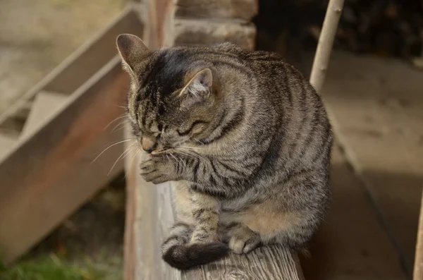 Μια Κολακευτική Ριγέ Γάτα Κάθεται Ένα Δεντρόσπιτο Πορτραίτο Γάτας Θολή — Φωτογραφία Αρχείου