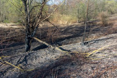 Orman yangını. Kuru ot ve ağaçlardan oluşan yanan tarlalar. Sıcak rüzgârlı havadan kaynaklanan vahşi ateş. Yanmış çimenlerin külleri. Sahada yanmış kuru otları kapatın. Ekolojik sorun