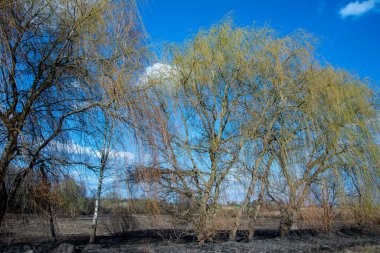 Orman yangını. Kuru ot ve ağaçlardan oluşan yanan tarlalar. Sıcak rüzgârlı havadan kaynaklanan vahşi ateş. Yanmış çimenlerin külleri. Sahada yanmış kuru otları kapatın. Ekolojik sorun