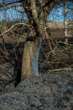Orman yangını. Kuru ot ve ağaçlardan oluşan yanan tarlalar. Sıcak rüzgârlı havadan kaynaklanan vahşi ateş. Yanmış çimenlerin külleri. Sahada yanmış kuru otları kapatın. Ekolojik sorun
